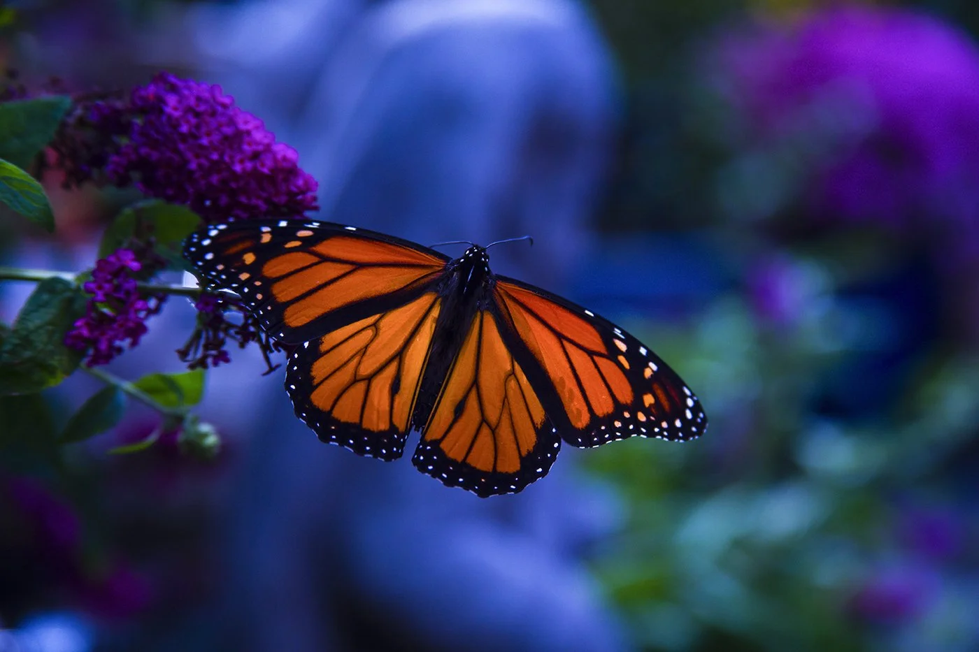 “BILTMORE MONARCH”, 2014 BY DAVID GARDNER
DIGITAL PHOTOGRAPHY, ARCHIVAL PRINTED, MOUNTED AND MATTED