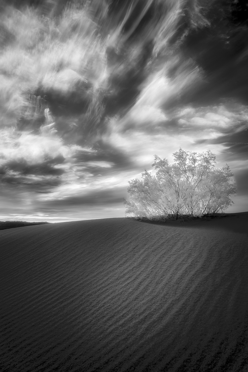 "Mesquite Dusk," 12in x 18in, Archival Pigment, Infrared Photography