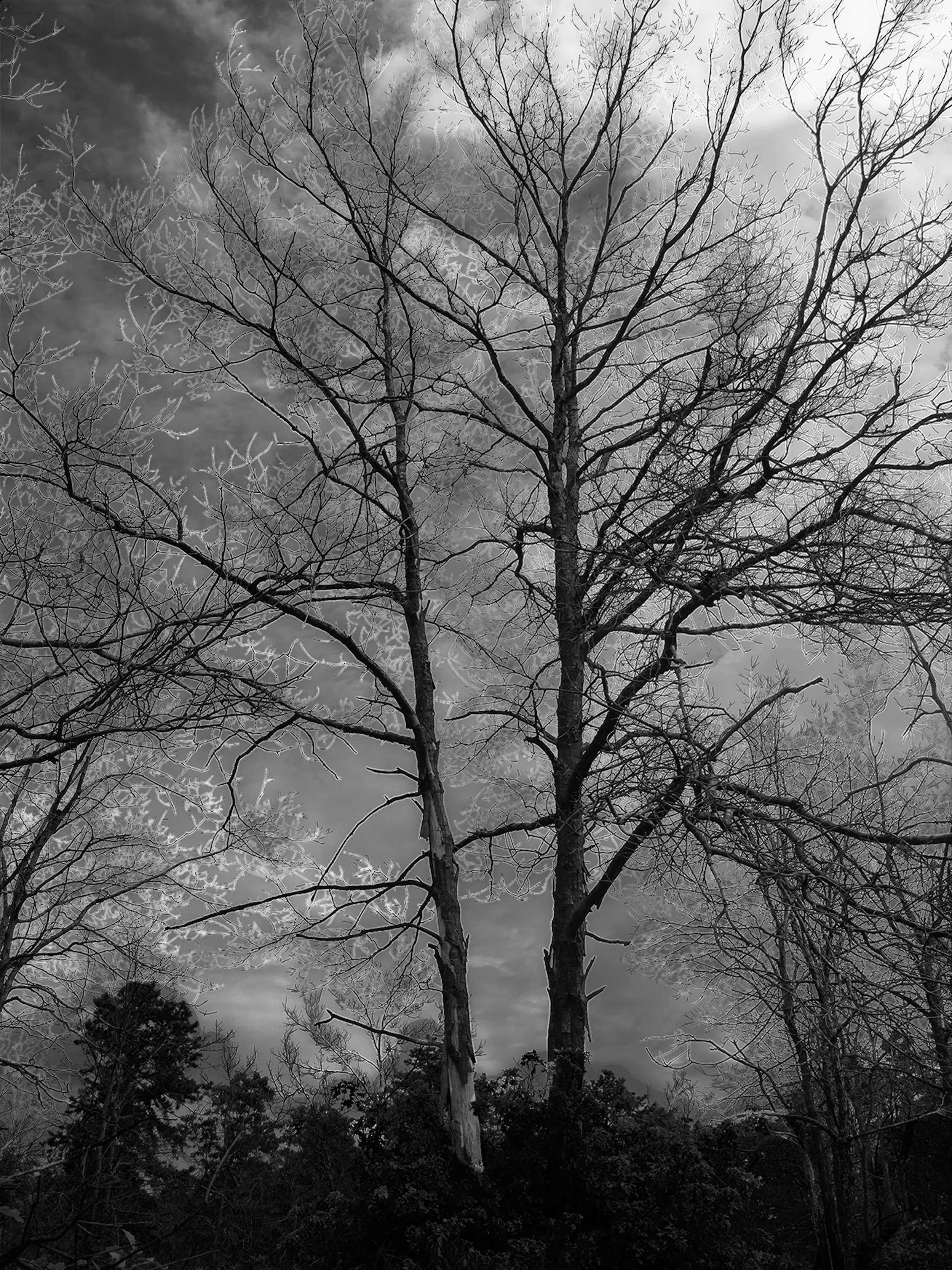 Bonnie Bredes - 
Ridge, New York.  "Fractured Silence"
Giclee Fine Art Photographic Print
15 x 20 in