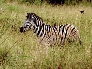 Karen Safer - 

Playa del Rey, California. “Hluhluwe Safaris Zebra" 
Photography - Archival Pigment Print
20 x 15 in