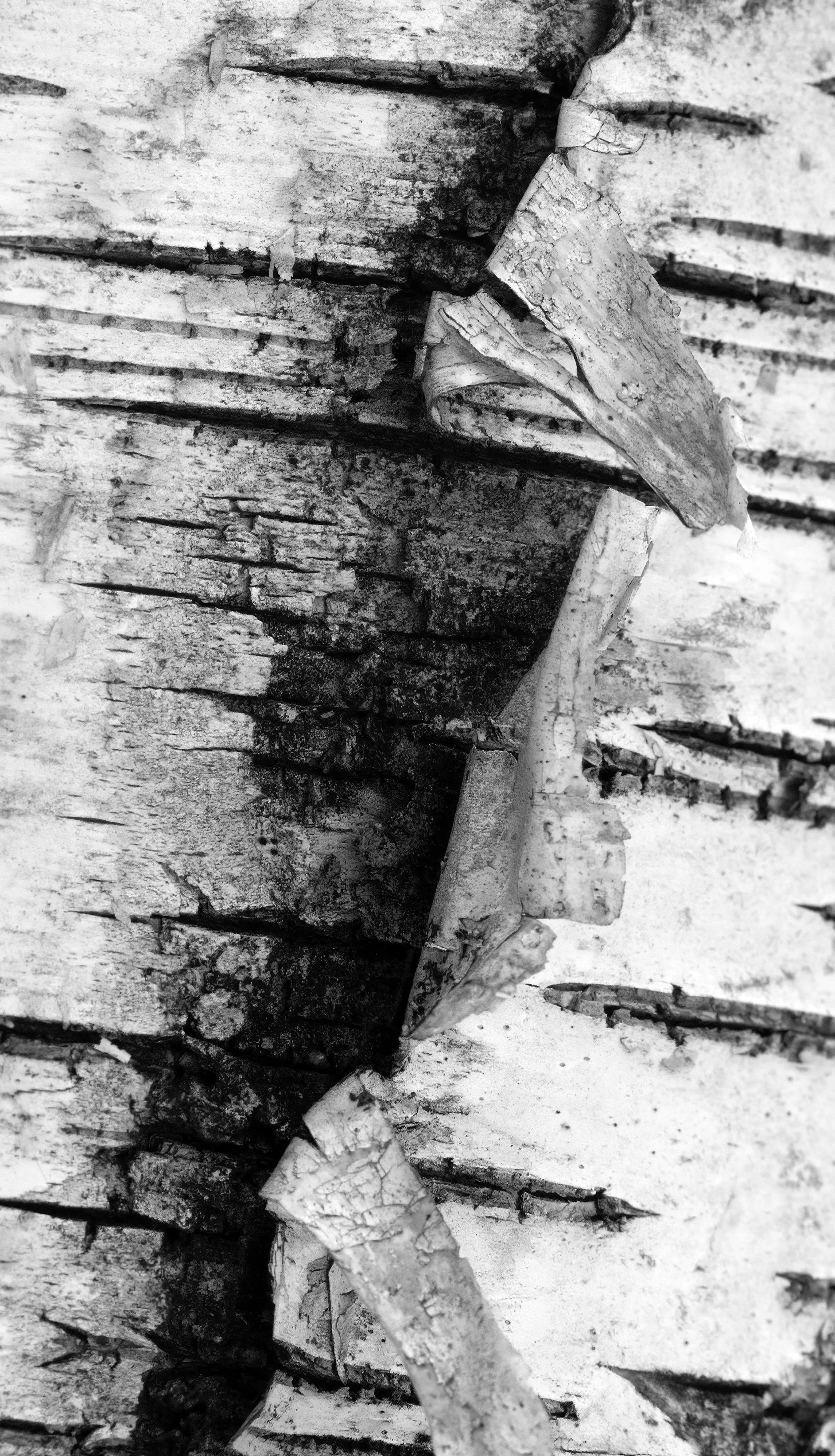 Bonnie Bredes - 
Ridge, New York. "In Quiet Motion"
Giclee Fine Art Photographic Print
11.5 x 20 in
