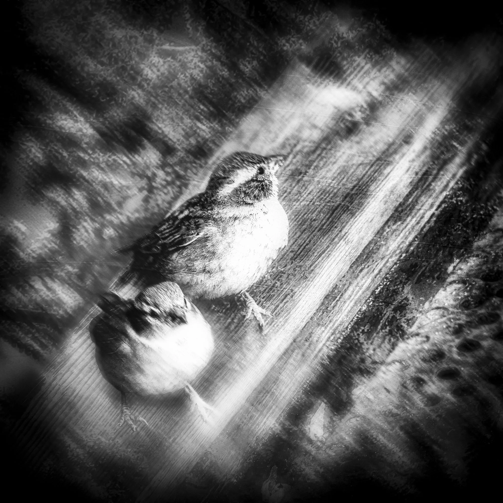 Kylo-Patrick Hart - 
Texas.  “Limitless”
Photo Transfer on Metal
12 x 12 in