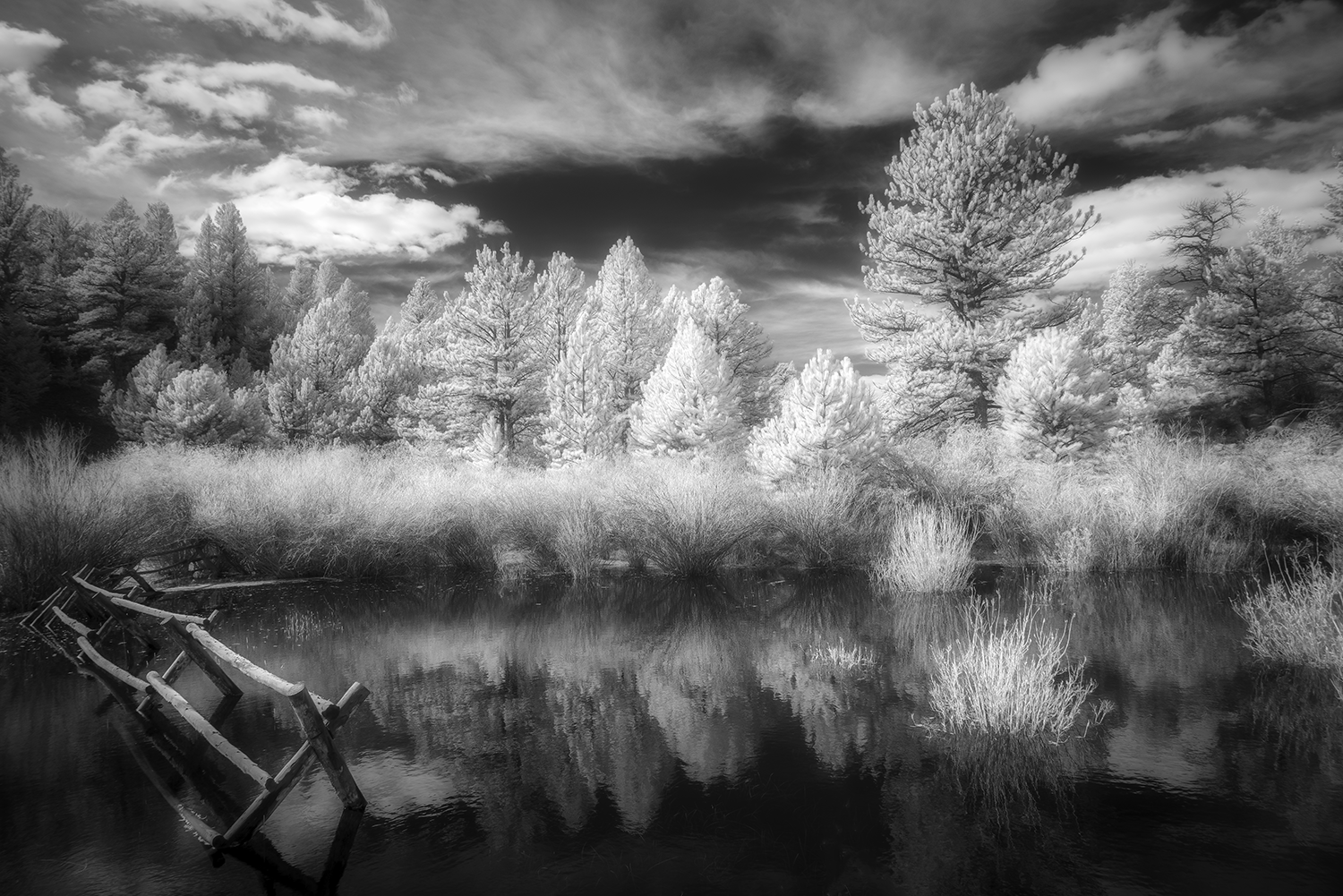 "Earthborn," 18in x 12in, Archival Pigment, Infrared Photography
