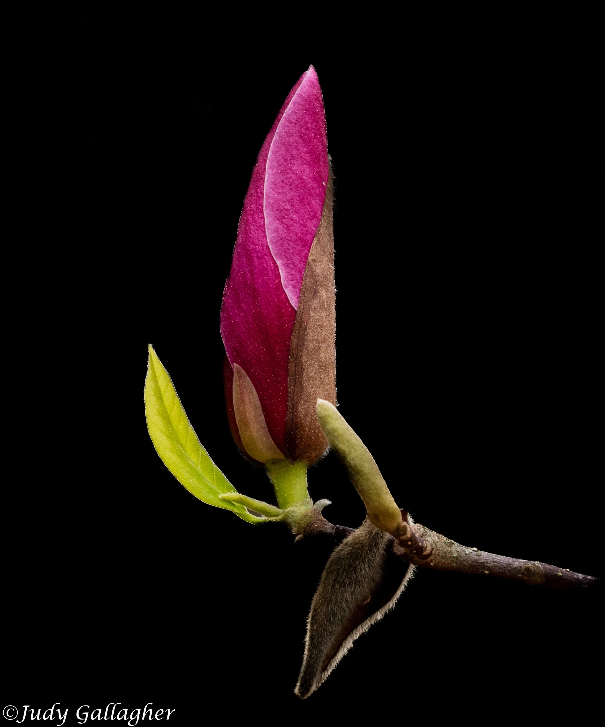"Absence of light DSC 0762," 2026
Photography
11 x 14 in