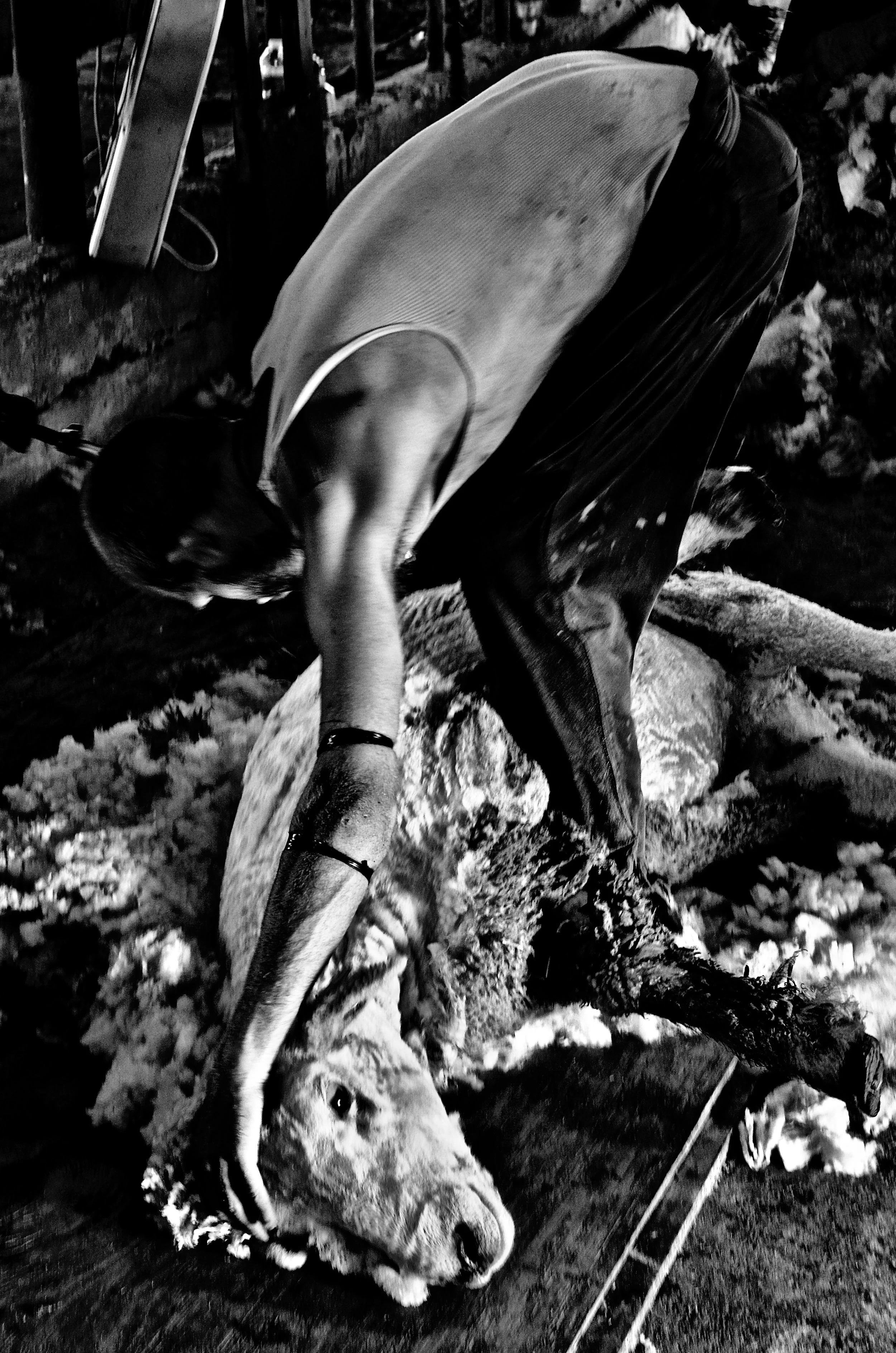 Thomas Camp - 
Mt. Laurel, New Jersey. "After The Shearing"
Digital Print
13 x 19 cm