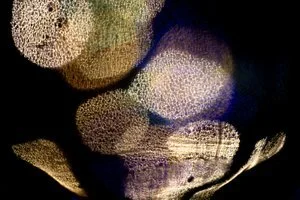 Koula Pratsis - 

Perth. 
"Inheritance of the Vanished (Bone Study II)" 
Macro photography — light refracted through glass
57 x 38 cmv