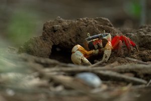 Brian Beamer -

Superior, Colorado.  “Halloween Crab" 
Photography
12 x 16 in