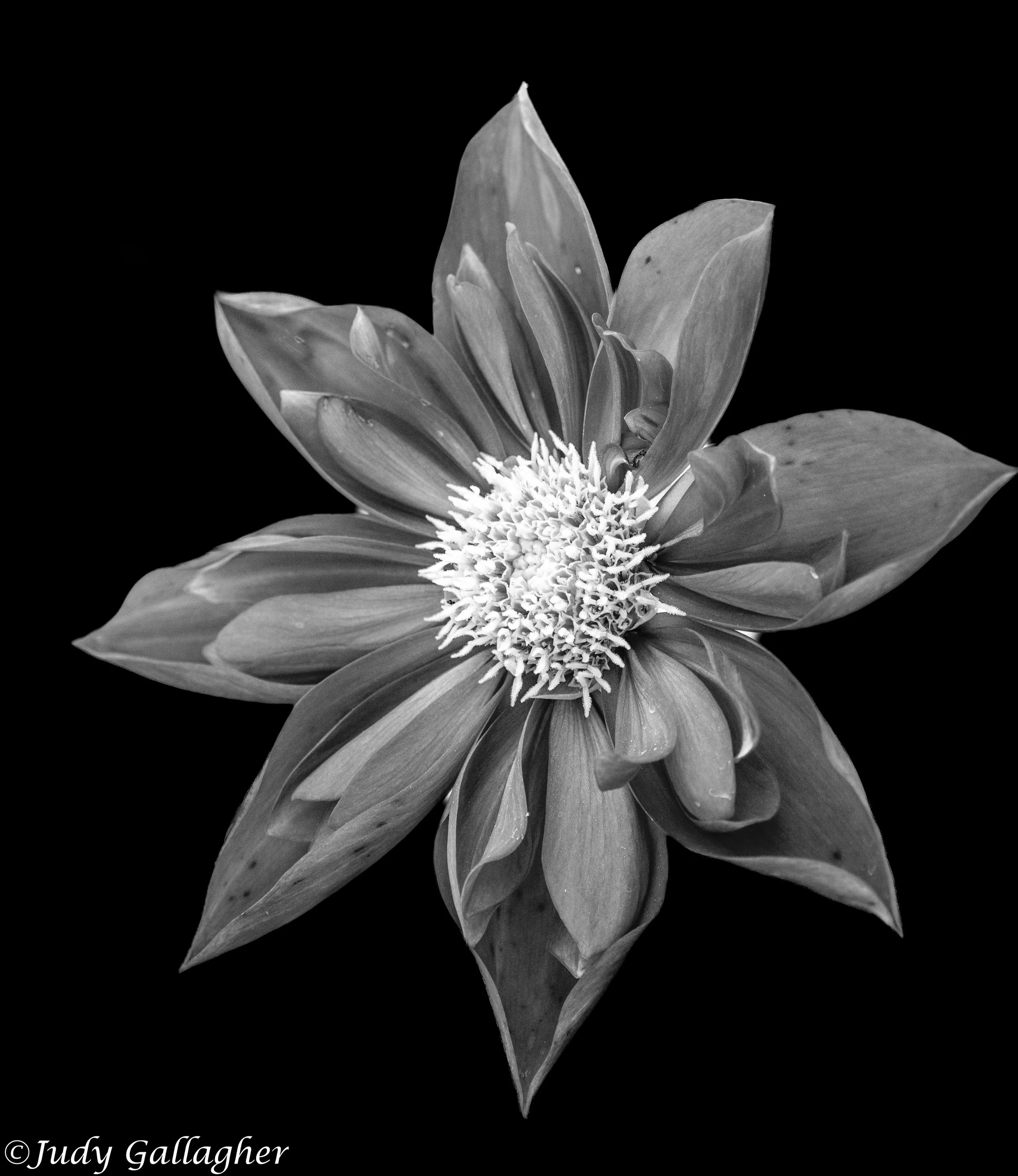 Judy Gallagher - 
Havertown, Pennsylvania. “Clematis Flower DSC 9680"
Photography
14 x 11 in