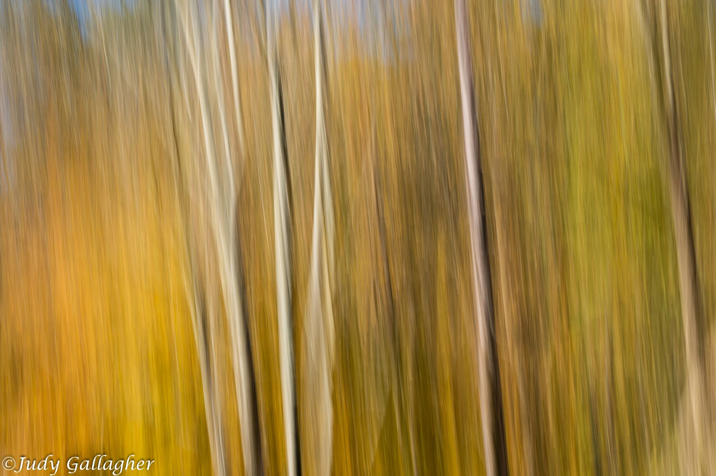 Judy Gallagher - 
Pennsylvania.

"Fall Forest" 
Photography
16 x 24 in