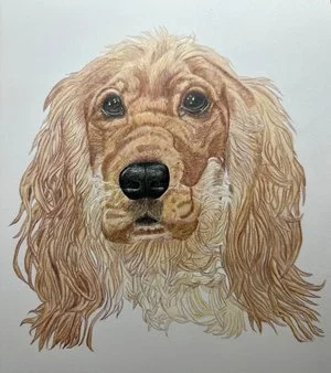 Teri Goetz - 

Millerton, New York. "Unruly" 
Colored pencil on paper
9 x 12 in
