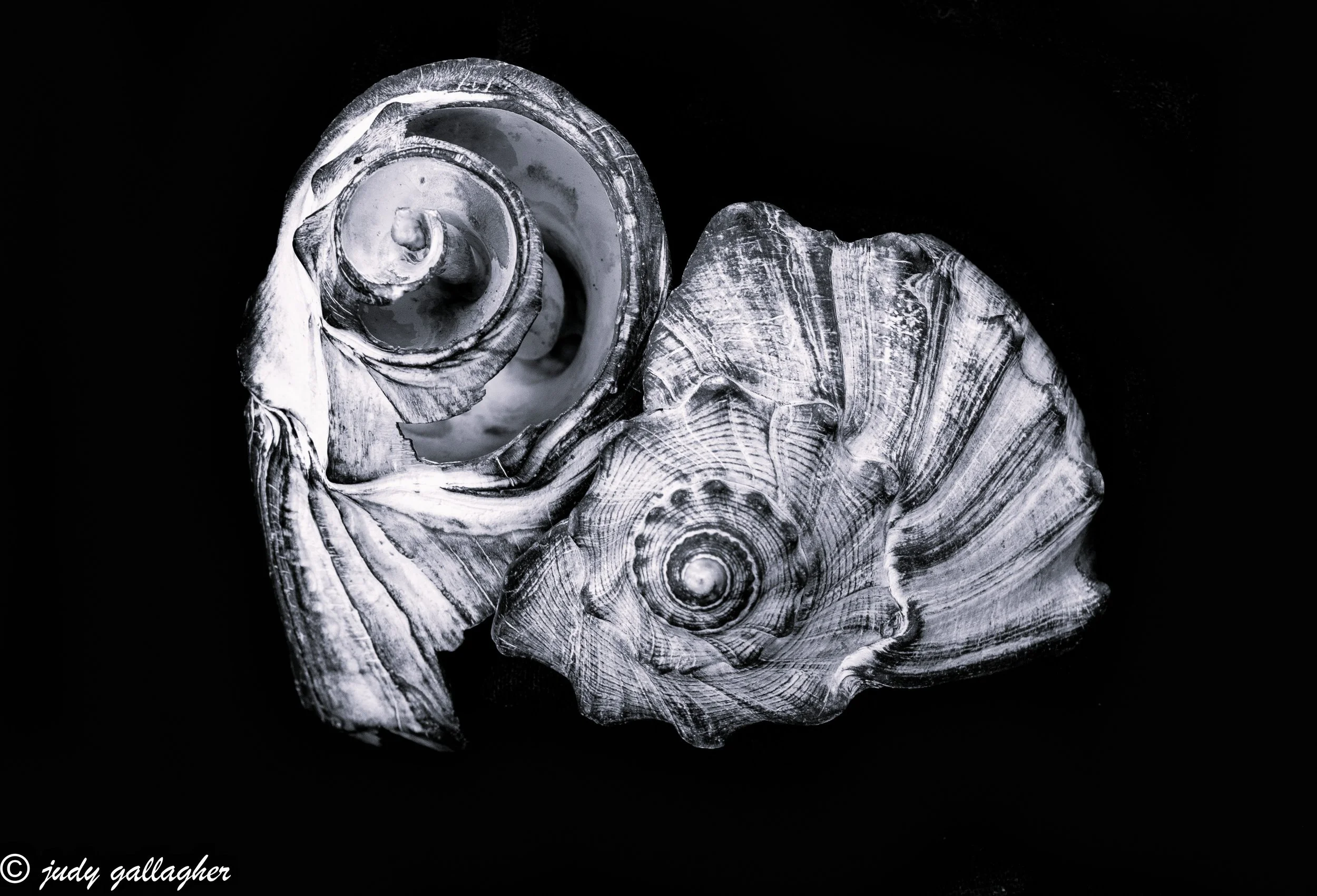 Judy Gallagher - 
Havertown, Pennsylvania. “Shell Mates DSC 1295 1"
Photography
14 x 11 in