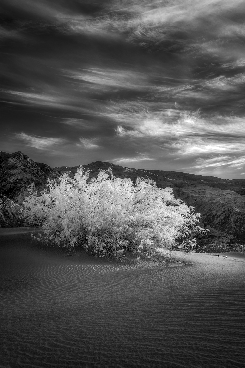 "Ethereal Creosote," 18in x 12in, Archival Pigment, Infrared Photography