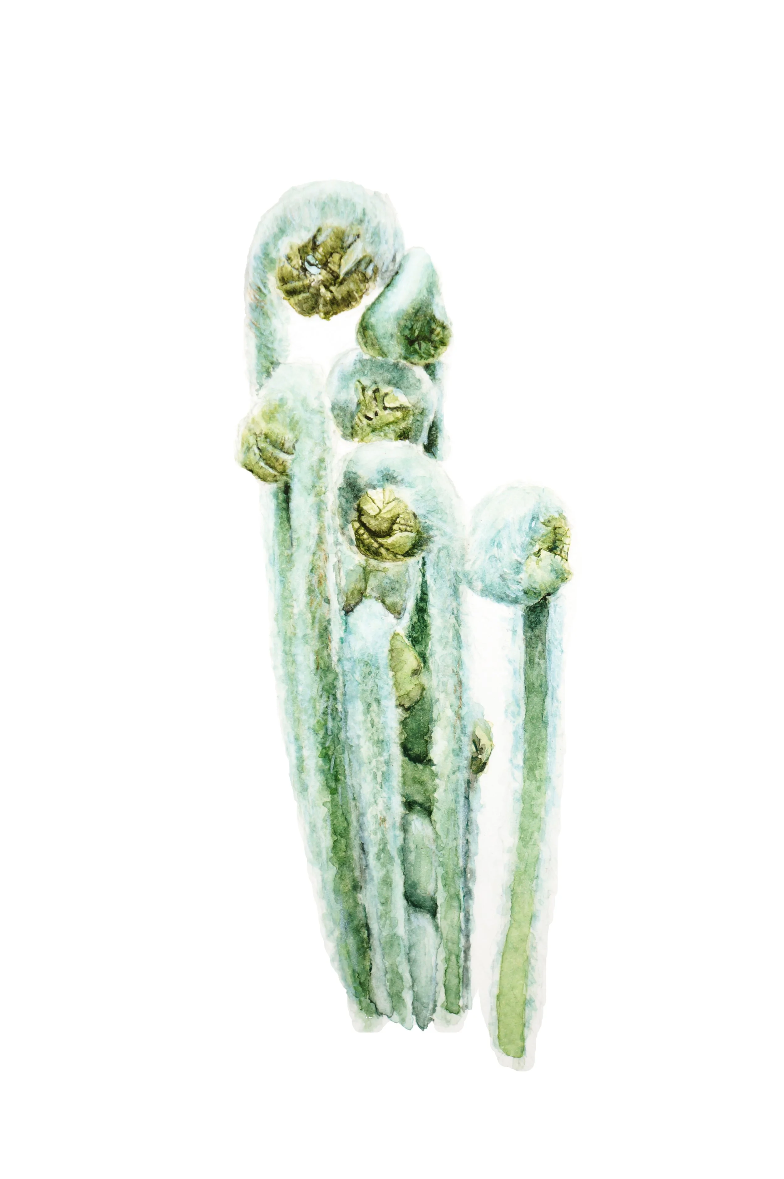 “HAIRY FERN LITTLE”, 2025 BY KELANIE
CHAPDELAINE
8 IN X 10 IN, WATERCOLOR
-
LOCATION: FRONTENAC, QUEBEC (CANADA)
HTTPS://WWW.ILLUSTRATIONBOTANIQUE.COM
