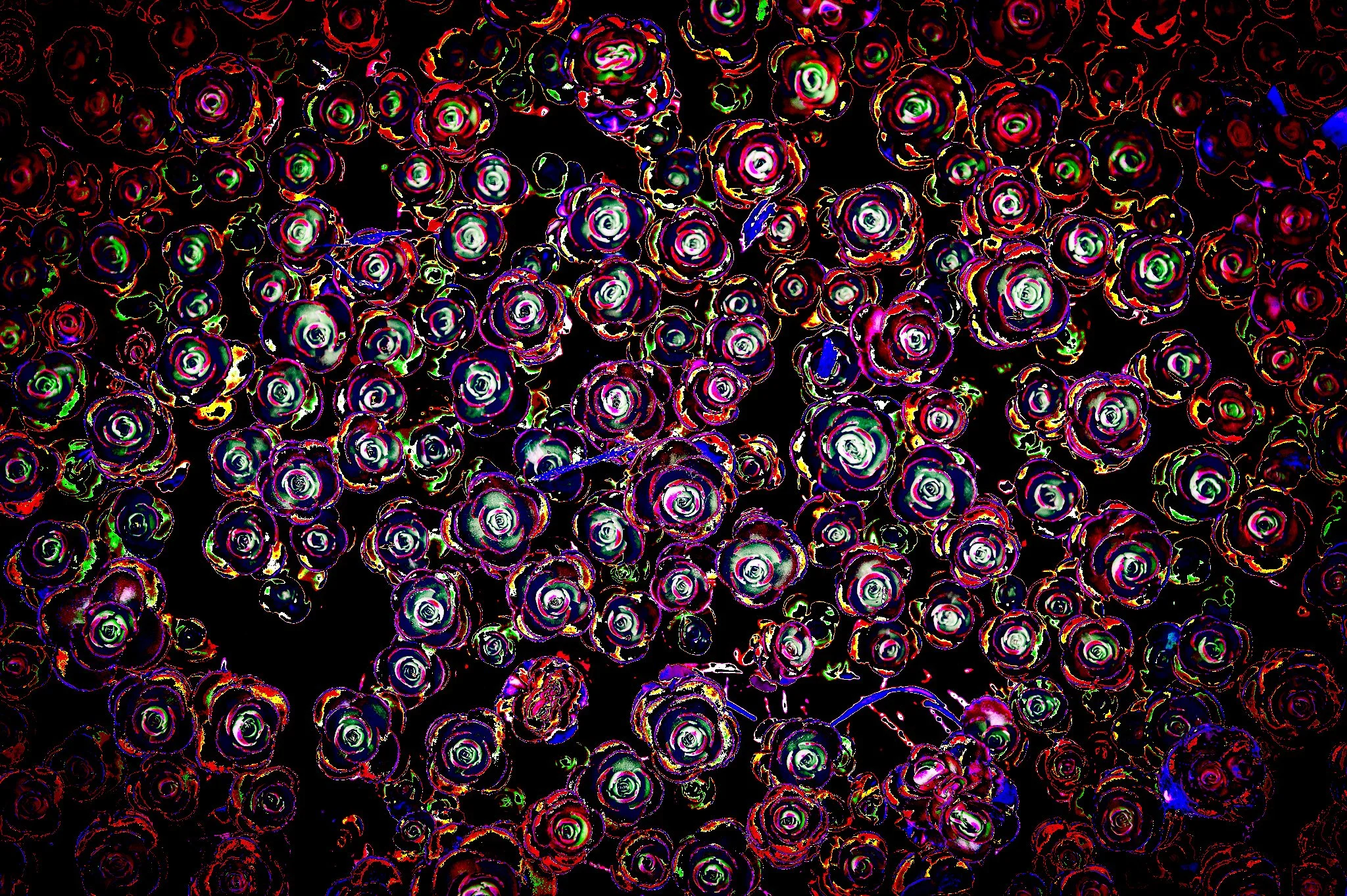 Steve Rizzi - 
Maryland.

"Coral Reef" 
Metalic Lustre Acrylic Photograph
24 x 16 in