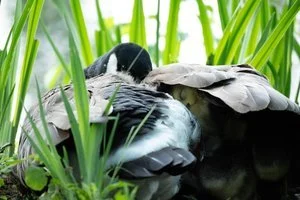 Charles Kolodner - 

Newtonville, Massachusetts. 
"Mother Goose" 
Digital Photography
36 x 24 in
