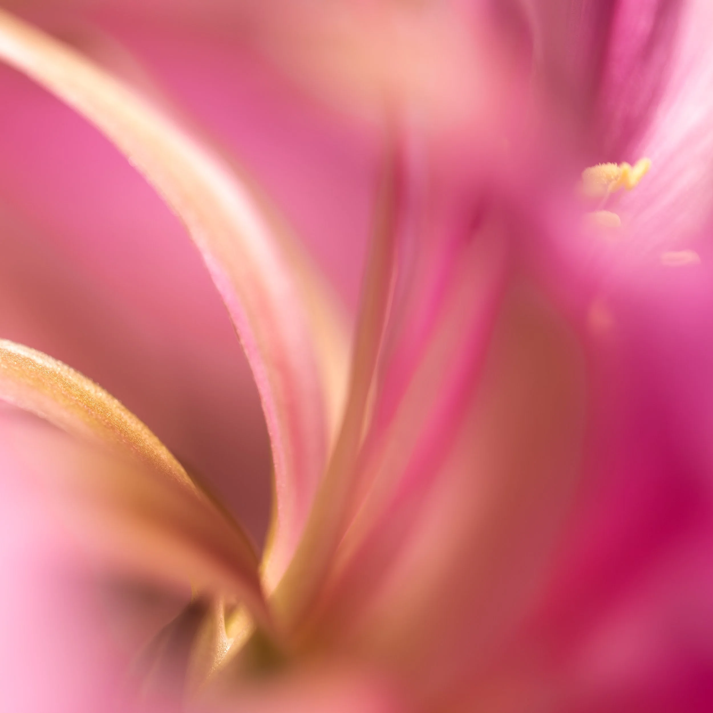 Koula Pratsis - Perth, Western Australia - 

"Tenderness at the Edge of Light," 2023
Macro photograph
40 x 40 cm