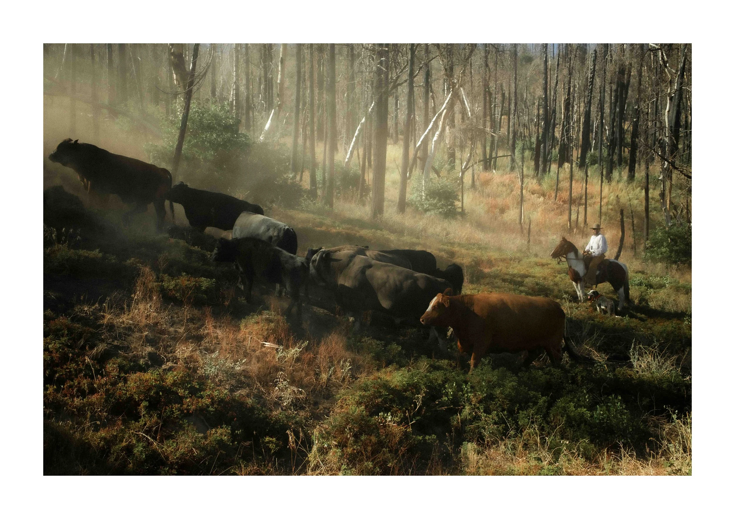 Cowboy 10x15 inch (17x12 canvas) sharpened 2.0, UM100.jpg