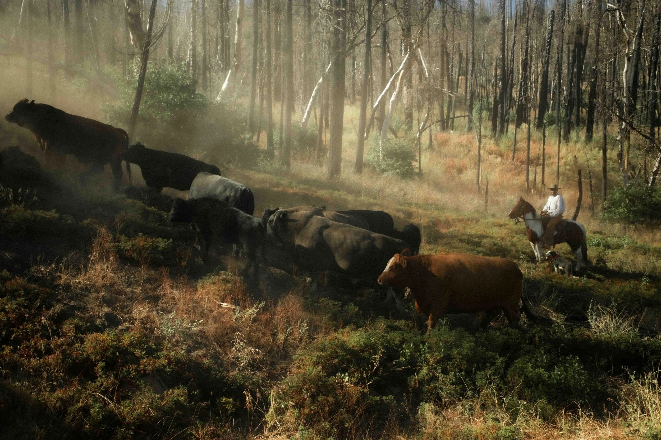 Kern River Cowboy | 2024