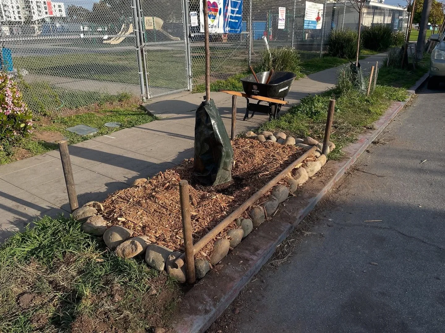 Please join the UH Native Plant Initiative team next Saturday August 30th 8-10 AM for a pop up event to maintain the young Crepe Myrtle trees on Campus Avenue near the kindergarten yard. We will be building a fence around the trees and creating a mul