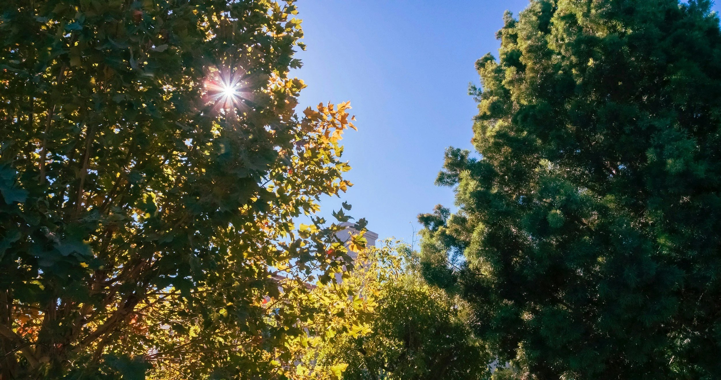 Plant Now or Pay Later: Why University Heights Needs More Trees