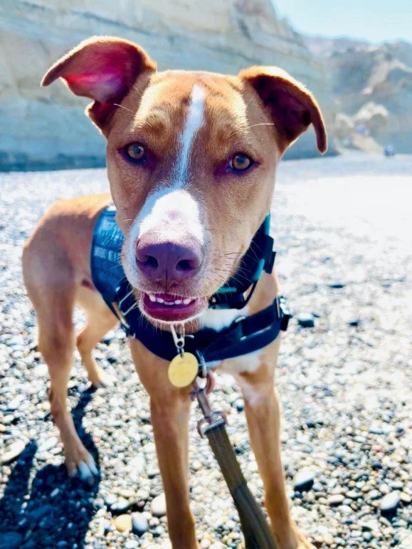 Your Dog Won’t Stop Barking, But Have You Tried Saying Thank You?