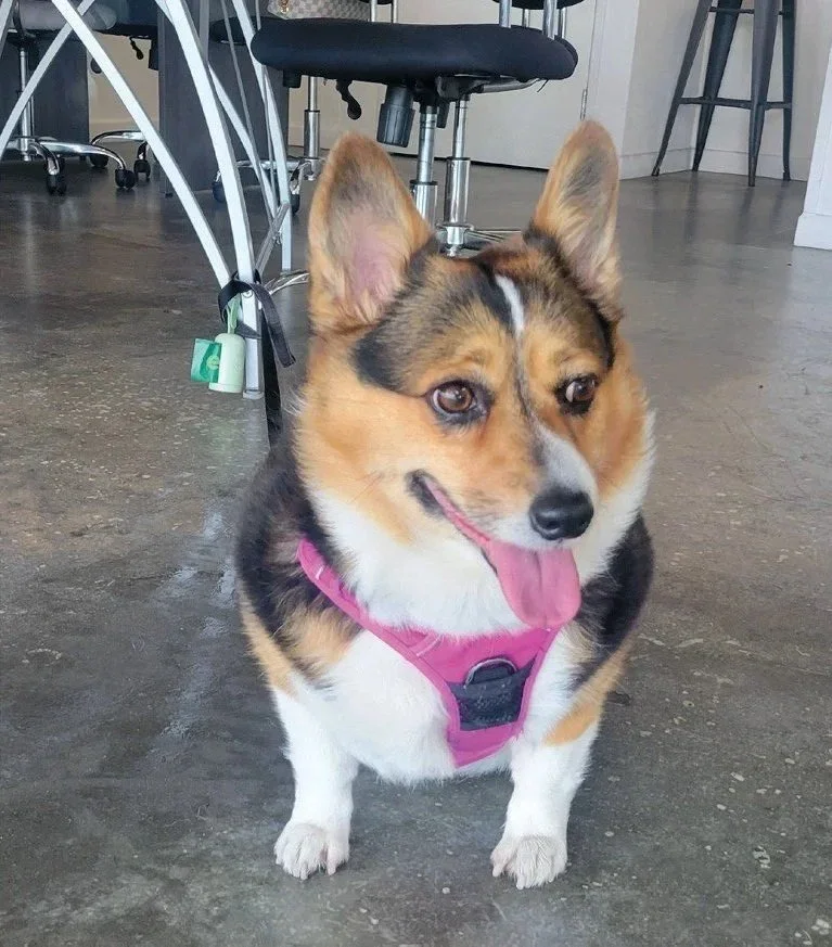Pet of the Month: Jiji