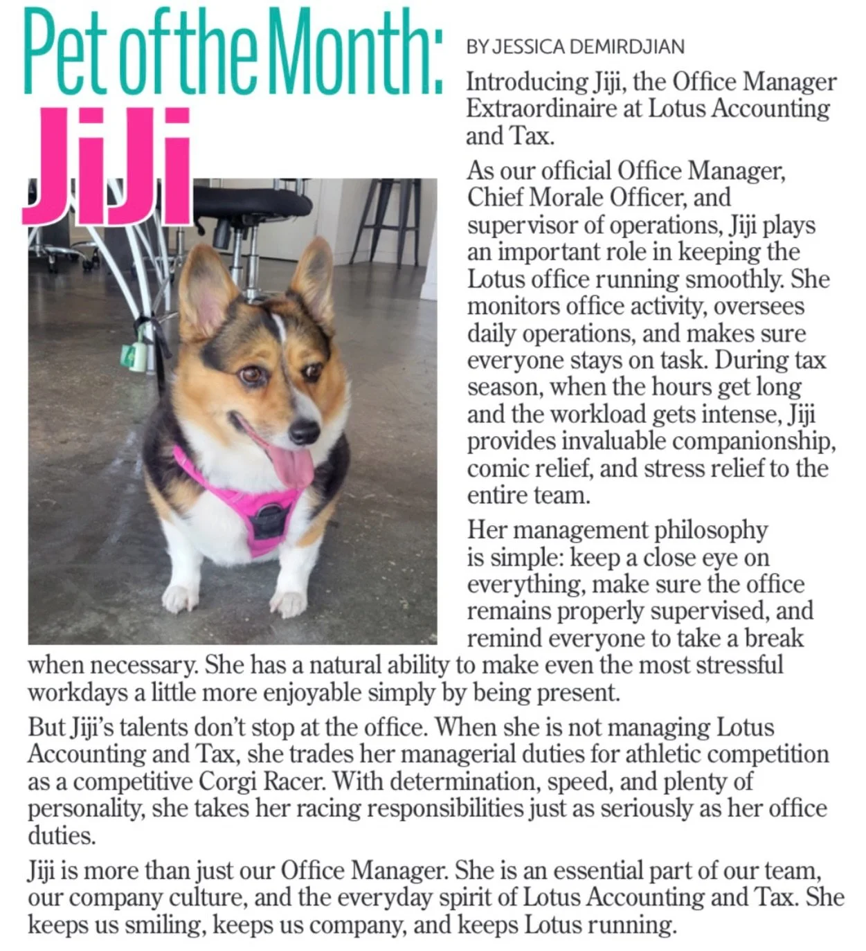 Meet Jiji, the official Office Manager, Chief Morale Officer, stress-relief specialist, and supervisor of operations at Lotus Accounting and Tax. Her management style? Keep a close eye on everyone, make sure the office stays on task, and remind emplo