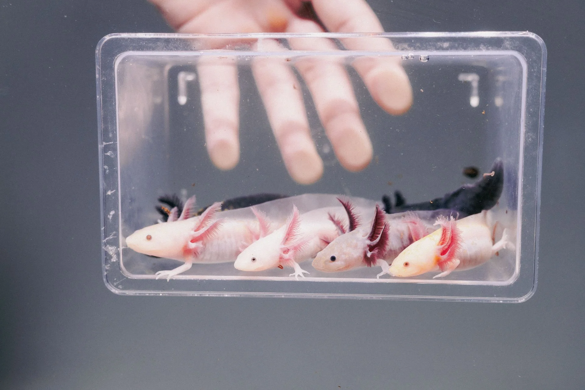 Axolotl-Planet_Feb2022_JessicaTurner-7046.jpeg