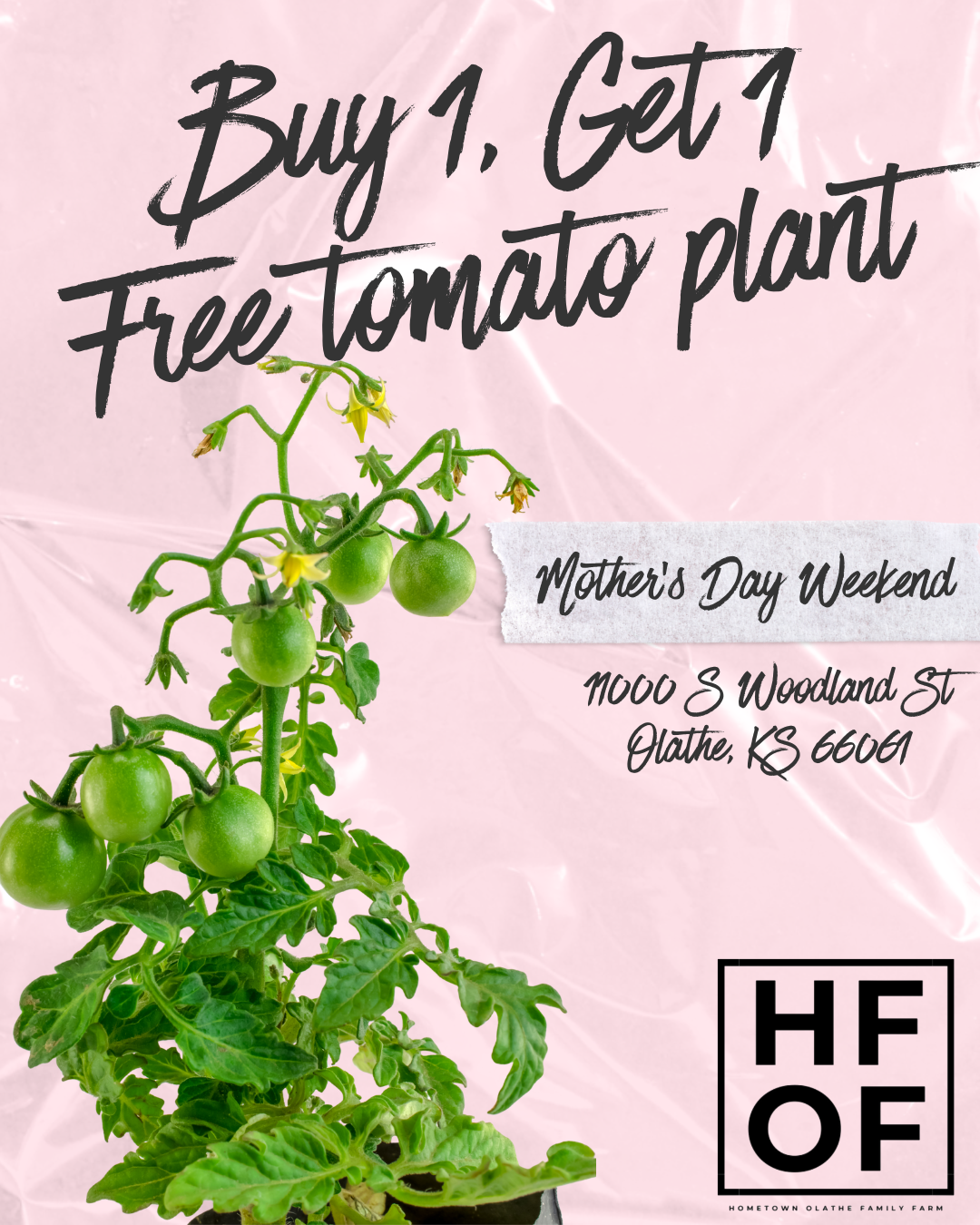 BOGO Tomato Plants!