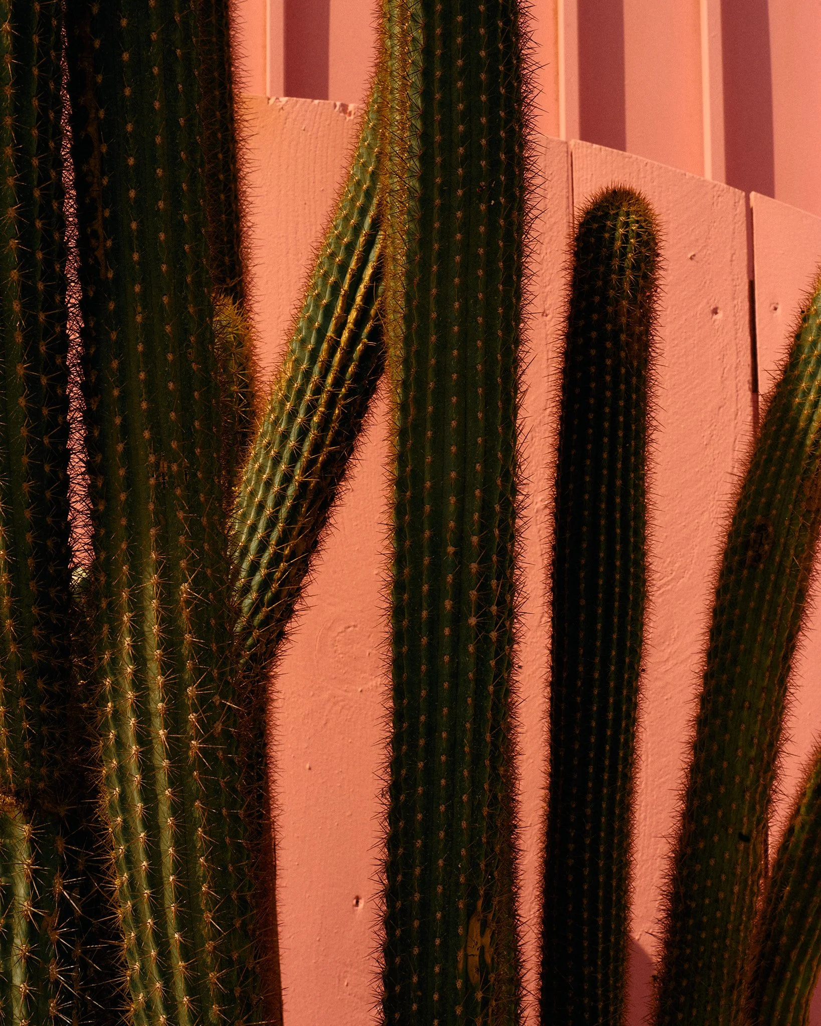 asimoes--palmsprings 1.jpg