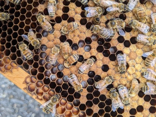 beeframe.jpeg