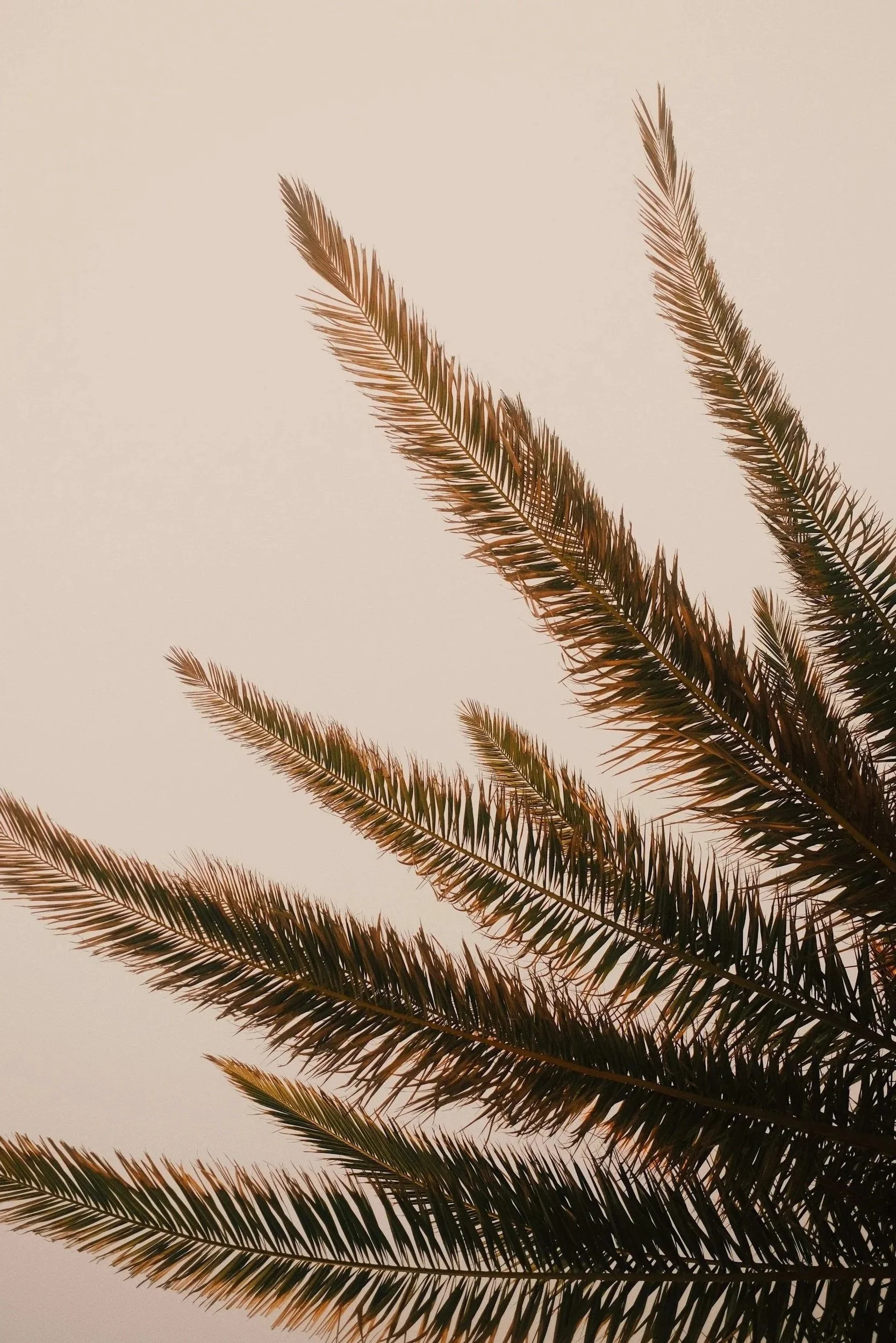 Close-up of palm leaves against a pale sky.