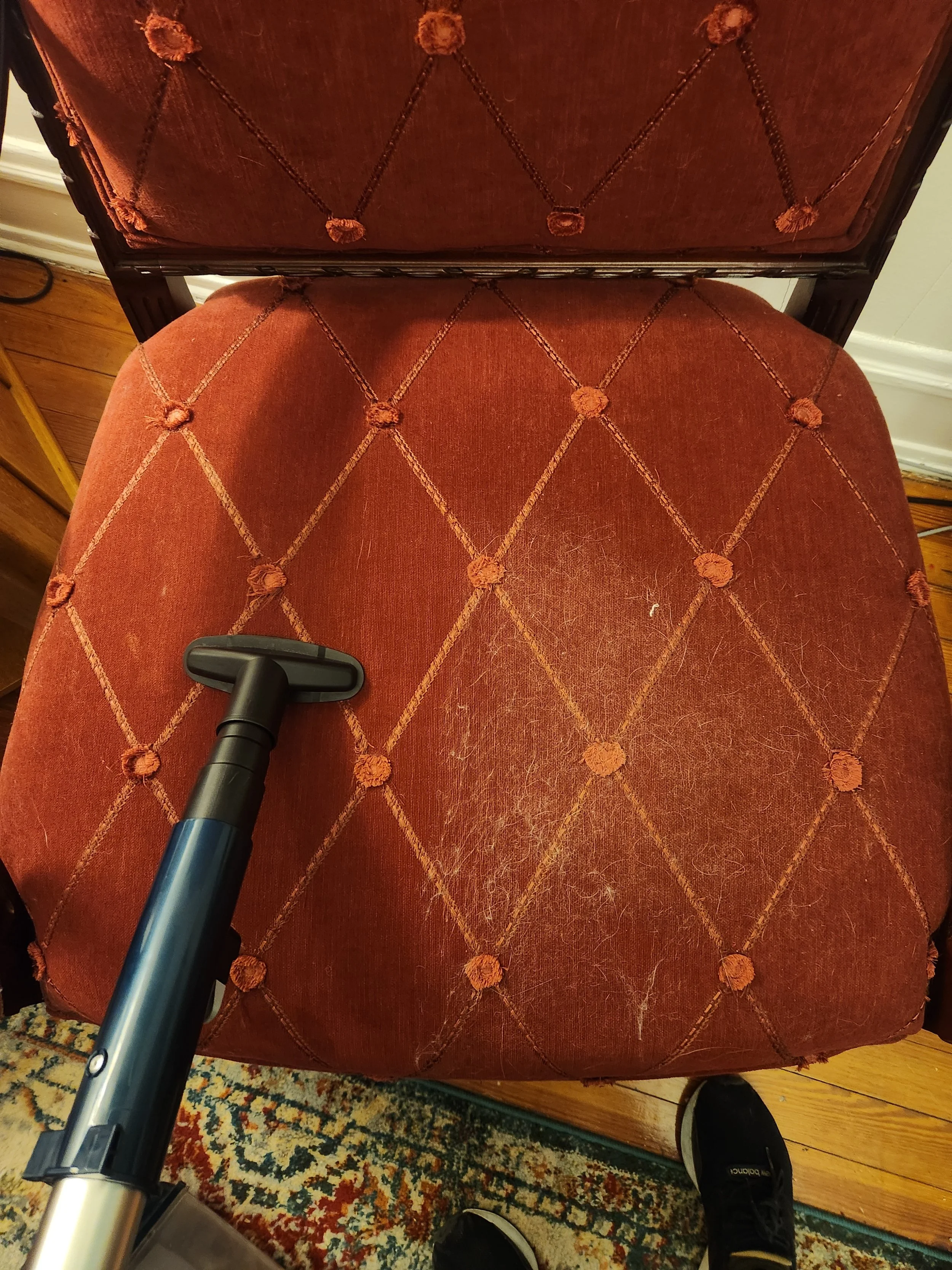 Pet Hair Removal | Richmond