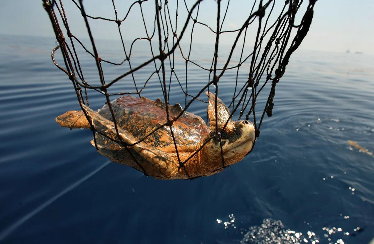 Sea turtle caught in a fishing net above the water surface.