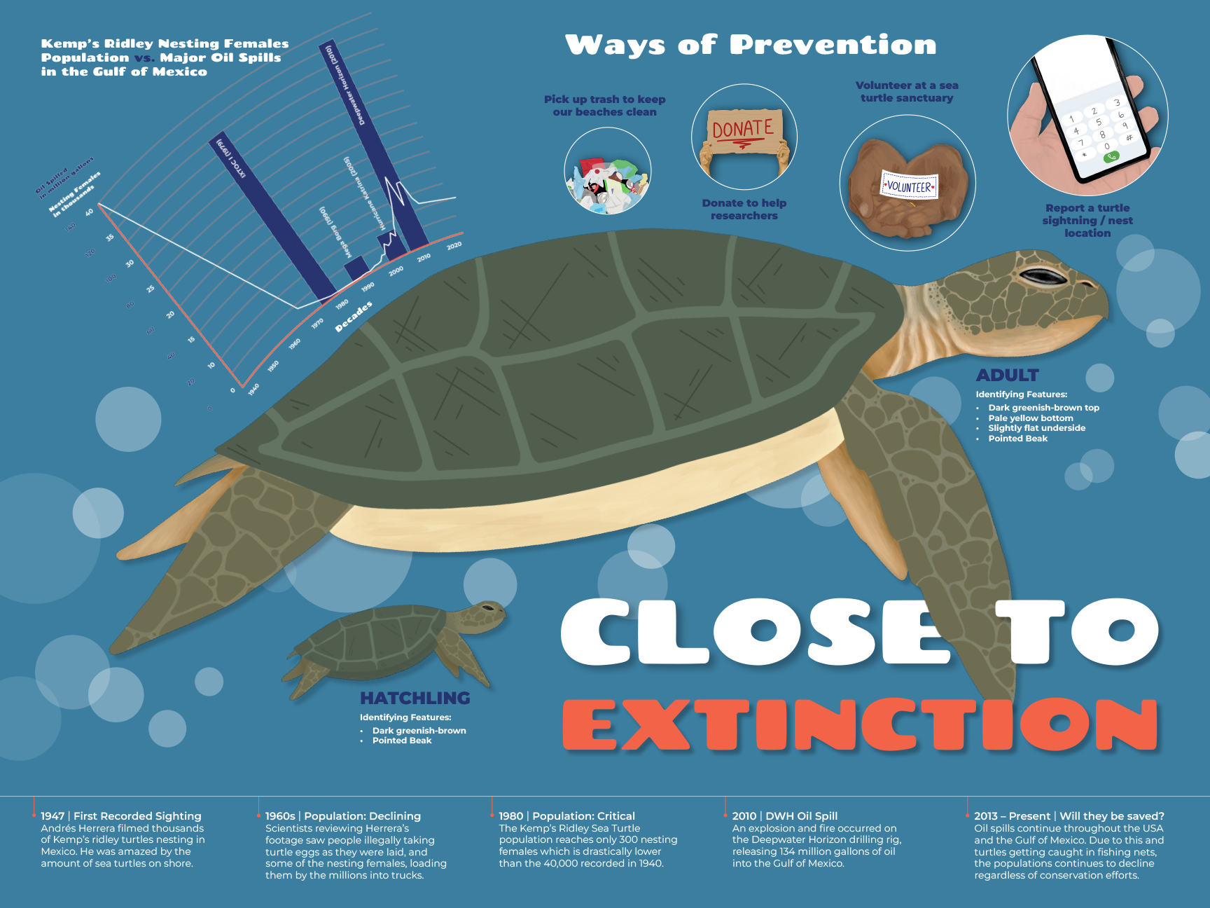 An infographic showing ways to prevent the extinction of Kemp's Ridley sea turtles, including trash pickup, donations, volunteering, and reporting sightings. It features a large illustration of an adult turtle and a hatchling, along with a timeline of the turtle's population decline and conservation efforts.