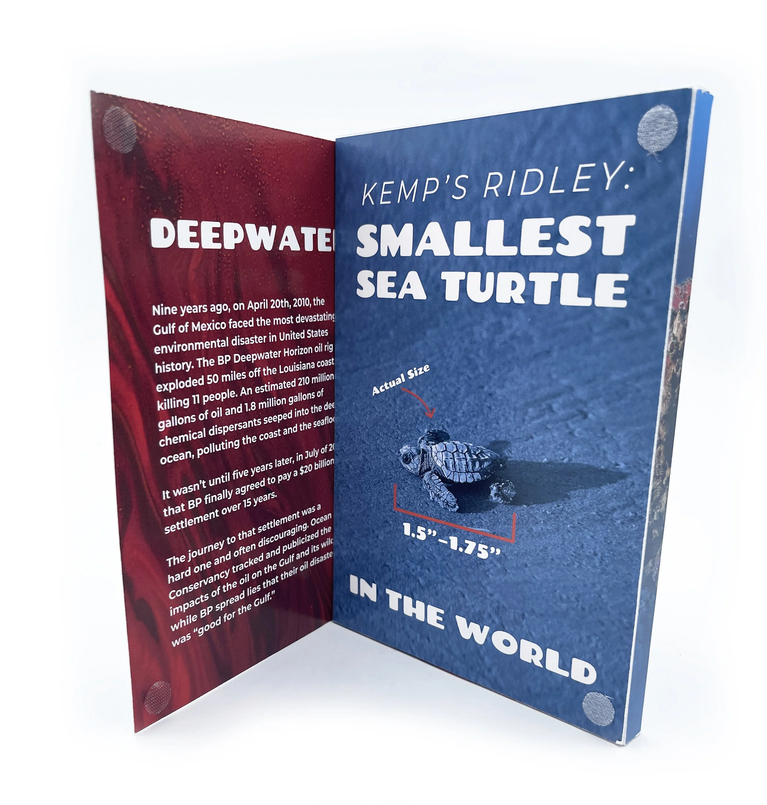 Open booklet highlighting information about the smallest sea turtle, including a picture of a sea turtle hatchling and detailed measurements.