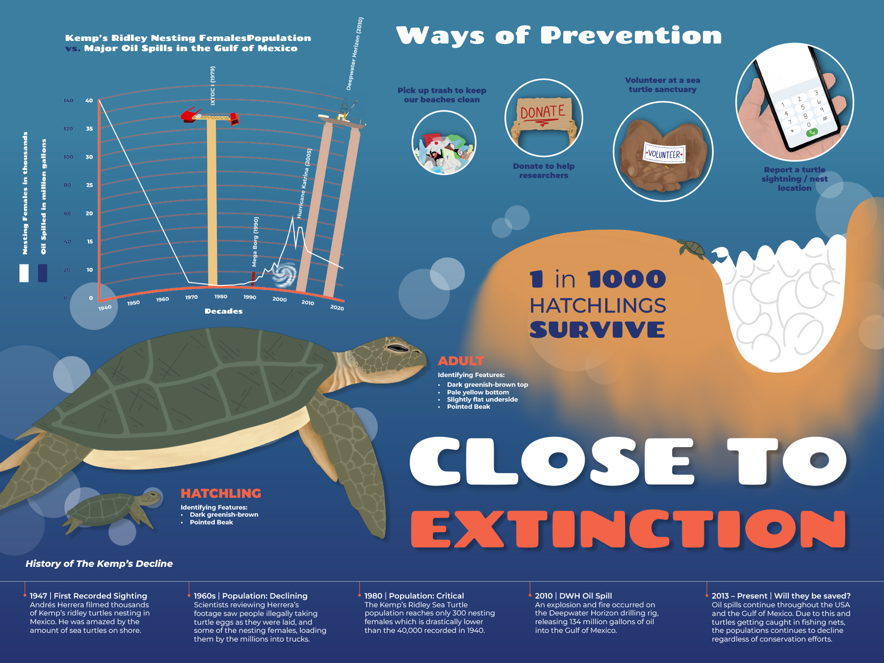Infographic about Kemp's Ridley Sea Turtle nesting decline and conservation efforts, featuring a graph showing nesting females in thousands, illustrations of a turtle and hatchlings, and tips for turtle conservation such as picking up trash, donating, volunteering, and reporting turtle sightings.