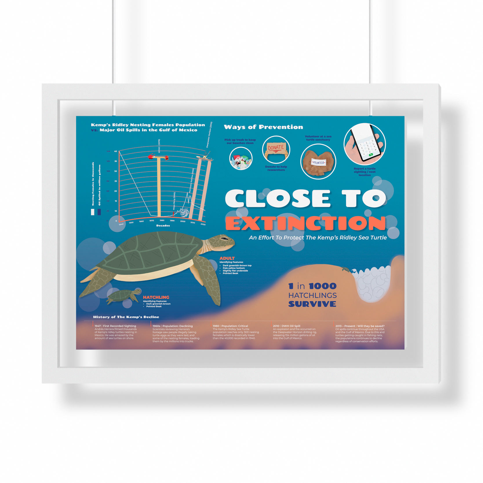 Poster about Kemp's Ridley sea turtle conservation efforts titled "Close to Extinction" with a graph showing nesting female populations over decades, illustrations of a Kemp's Ridley sea turtle, and tips for prevention such as picking up trash, donating, reporting turtle sightings, and volunteering.