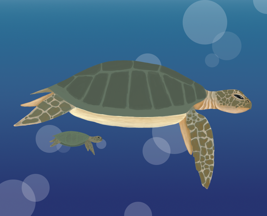 An illustration of two sea turtles swimming underwater with blue background and floating bubbles.