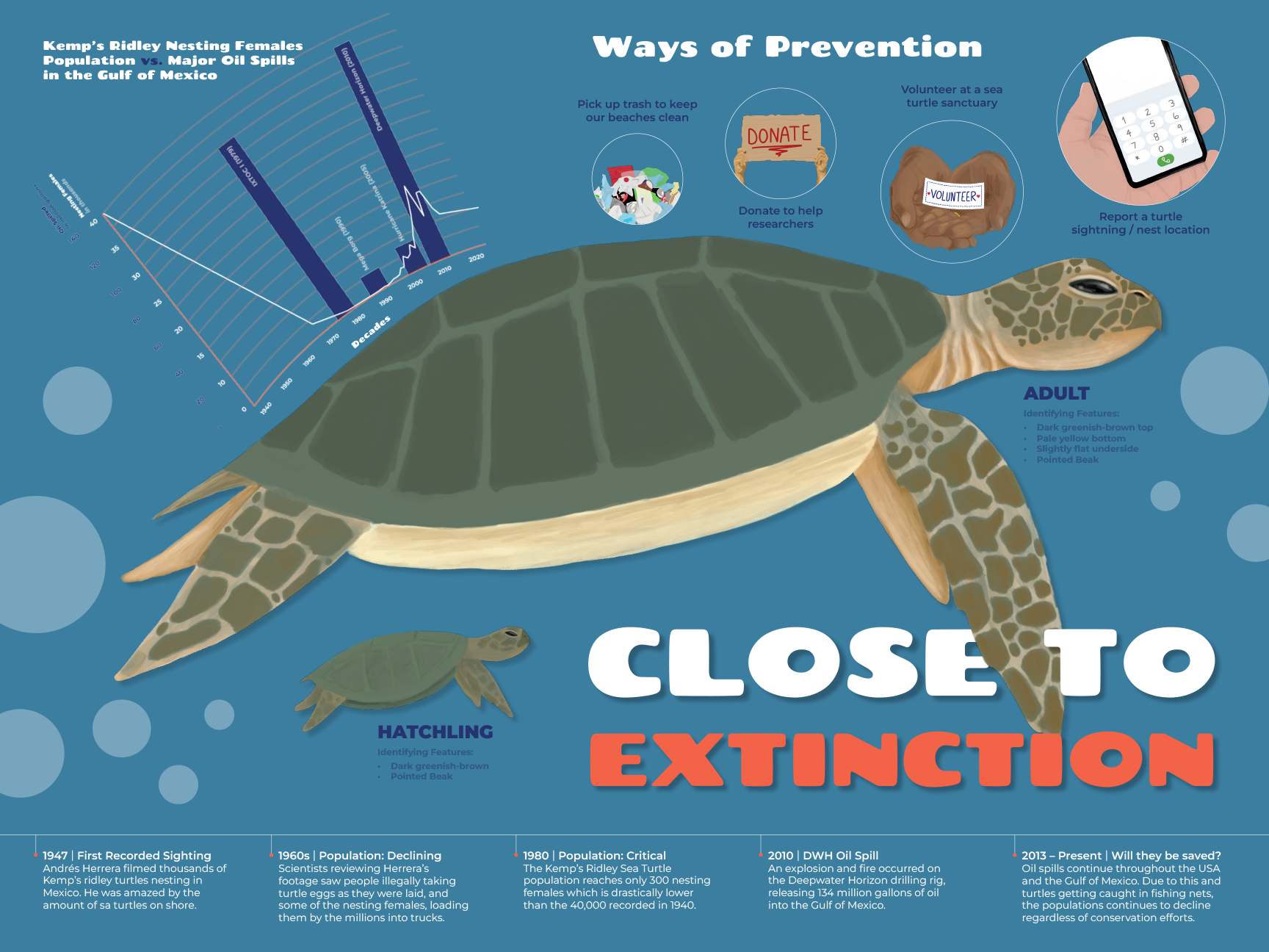 Illustration of a green sea turtle with text about turtle conservation, including a graph, rescue tips, and facts about Kemp's Ridley nesting females in Mexico.
