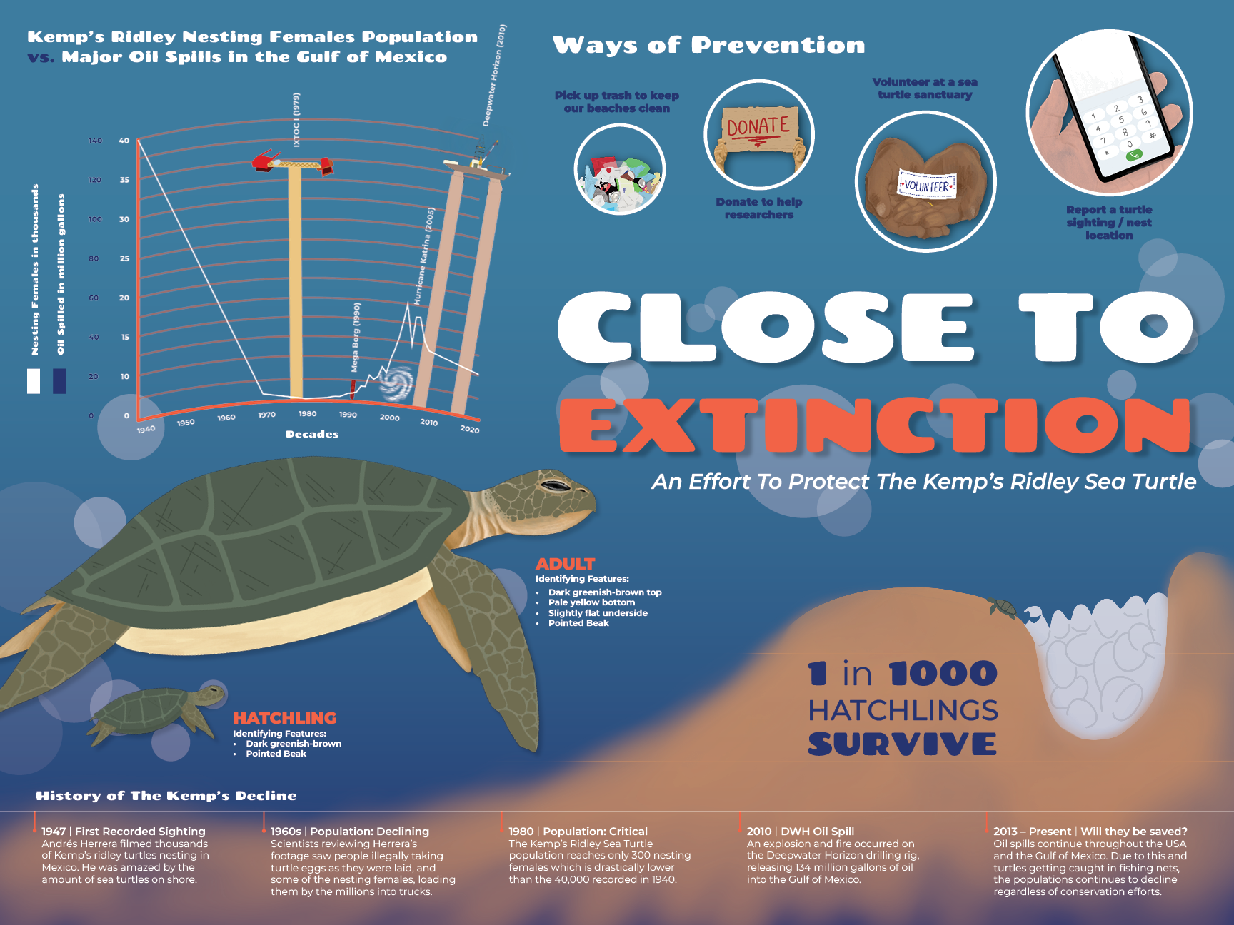 Infographic about Kemp's Ridley Sea Turtles, highlighting their nesting decline and conservation efforts, with charts, illustrations of turtles, and ways to help including beach cleanup and reporting sightings.
