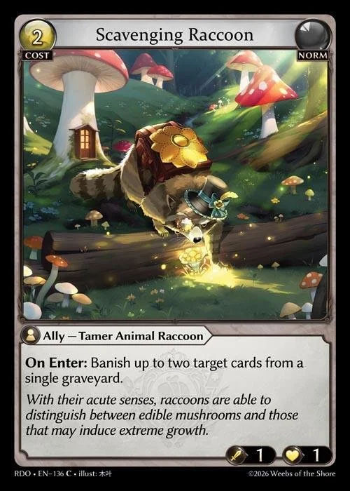 Scavenging Raccoon NM