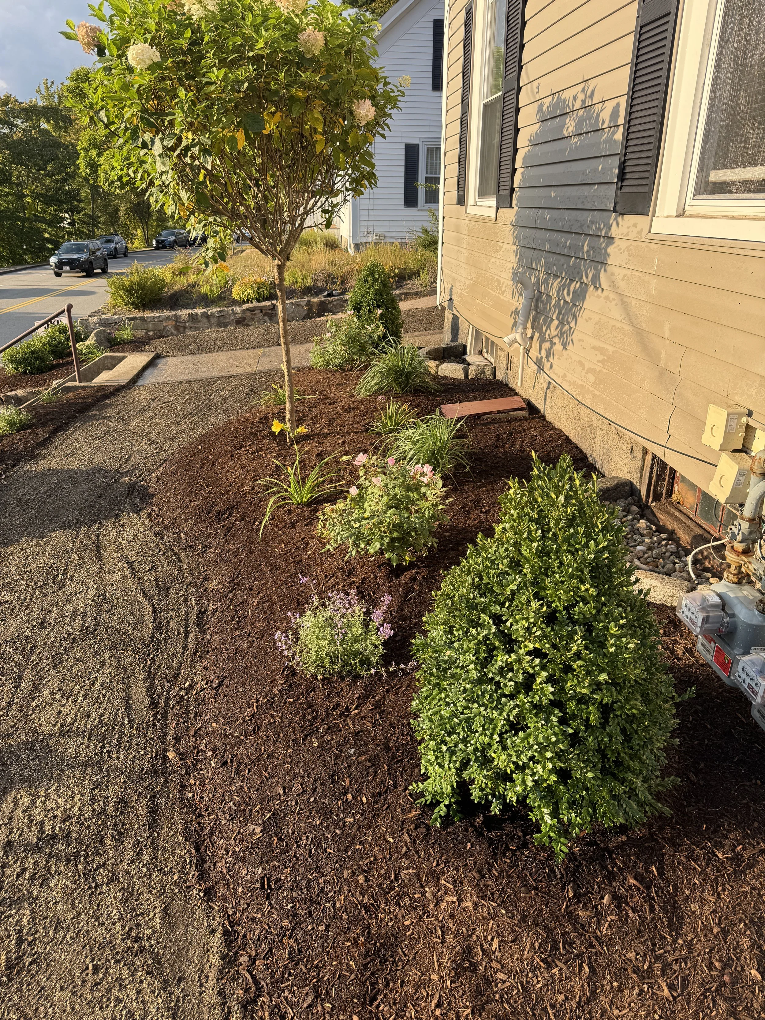 Green plants growing along a gray building wall with a patch of grass in the foreground.