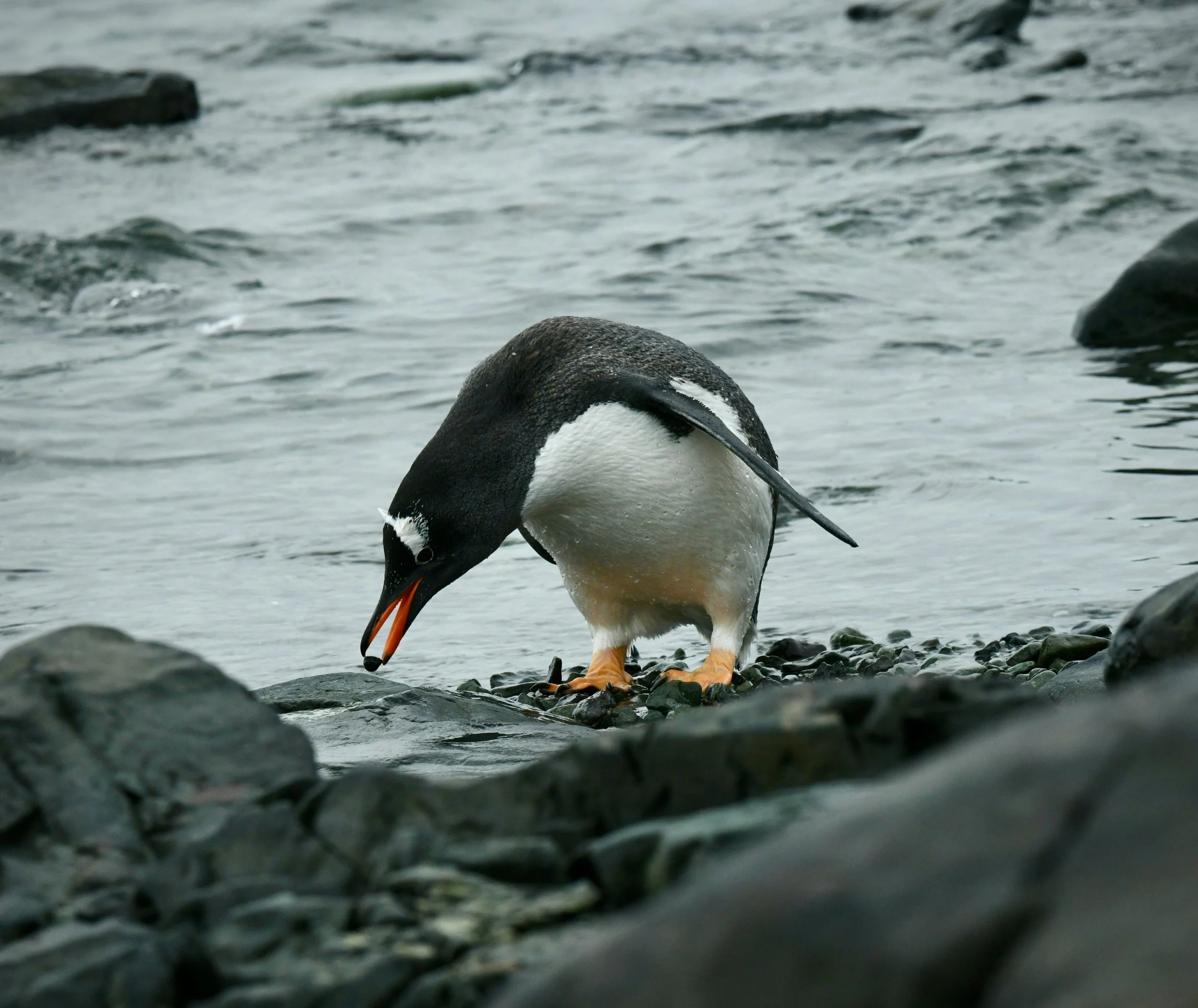 Pebbling in Client Care: What Penguins Can Teach Us About World-Class Service