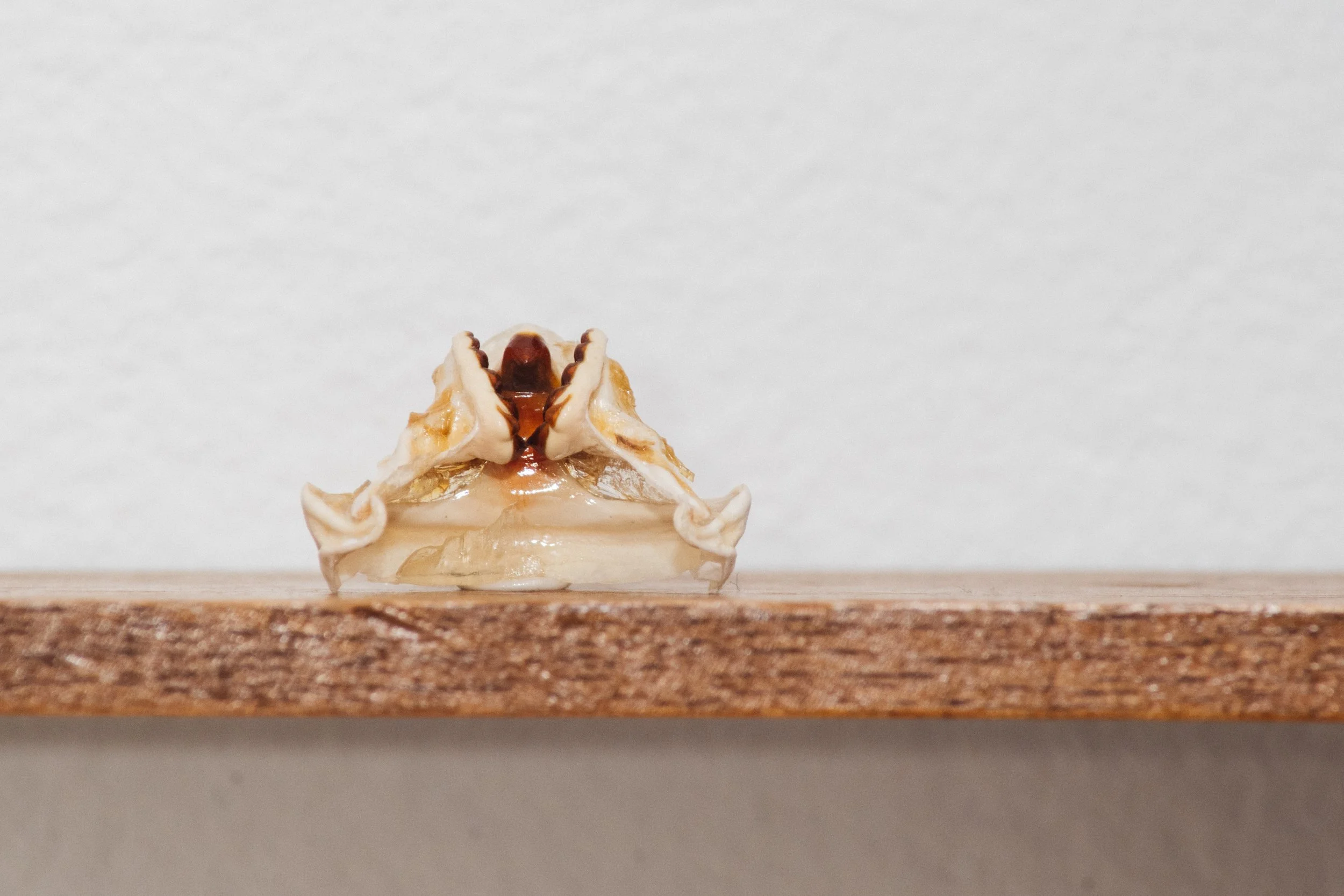 An Ode to Grandmothers