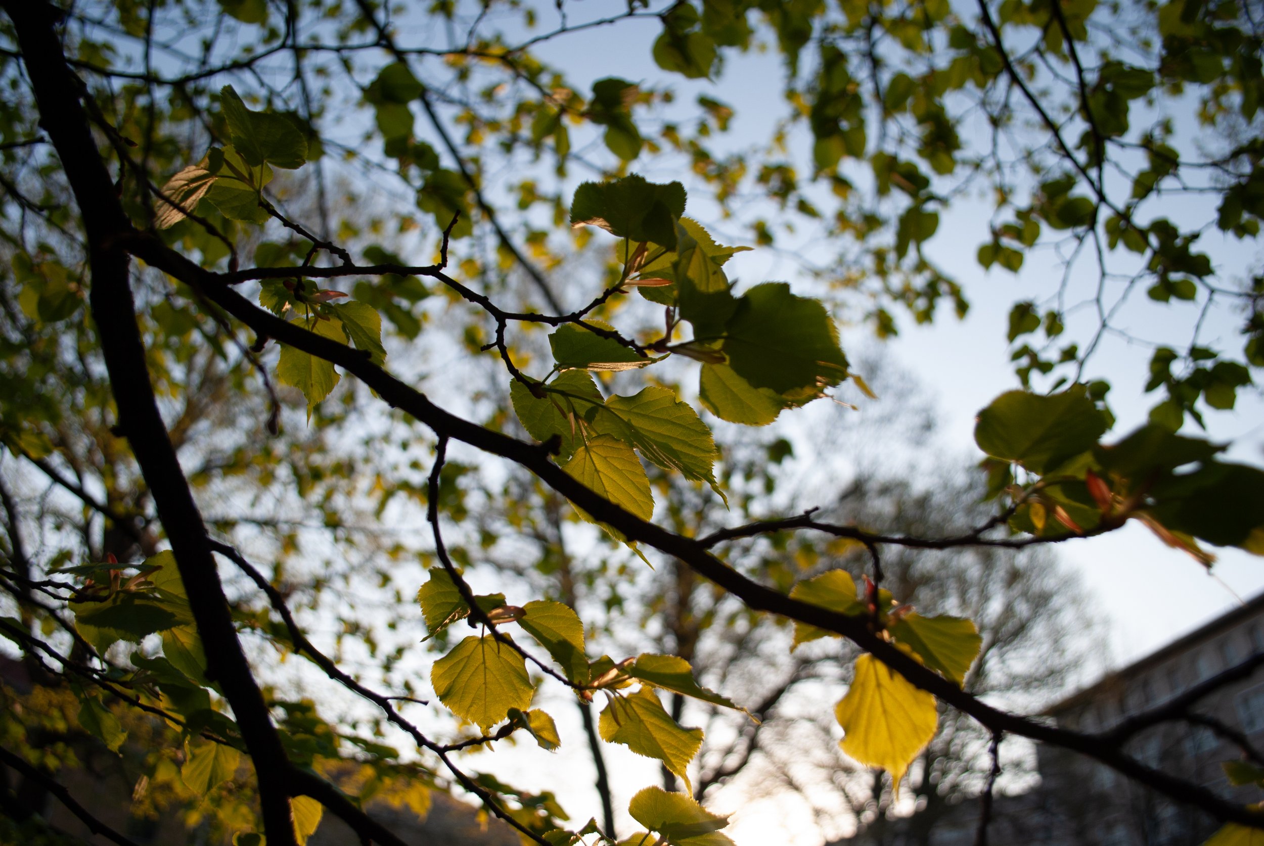 DSC_0311.jpg