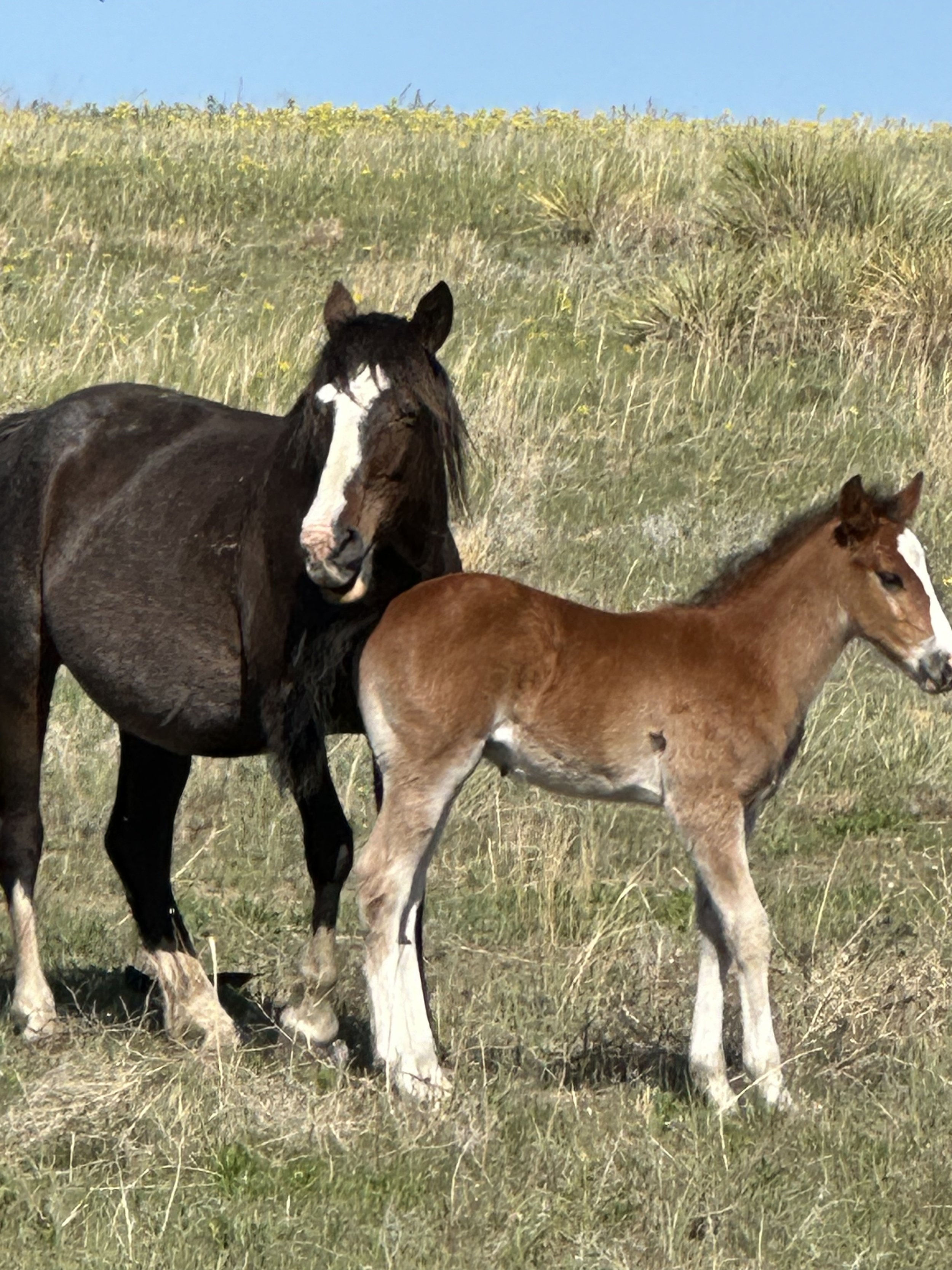 New addition not on Wild Side 2 IMG_8152.jpg