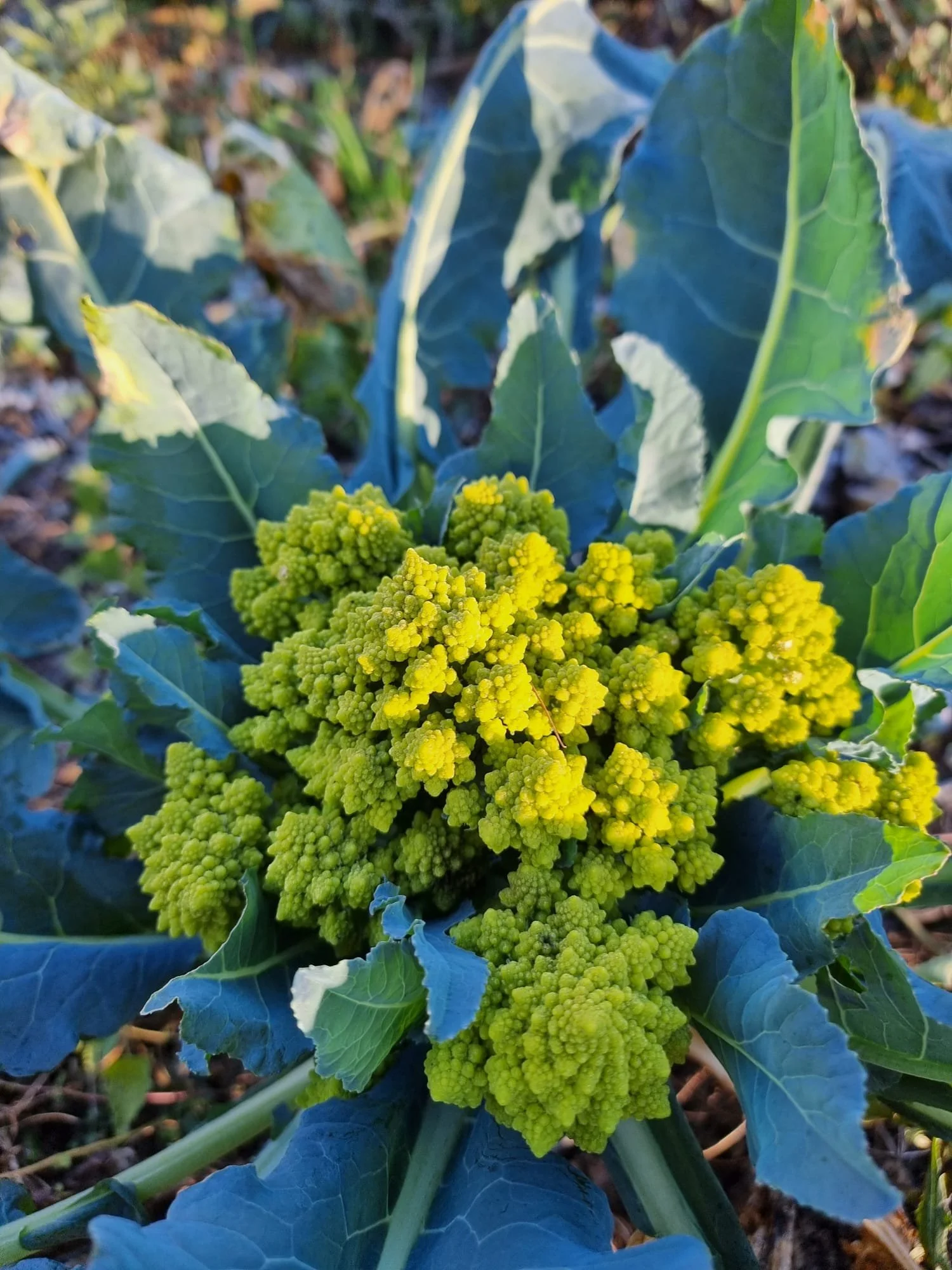 Cavolfiore romanesco