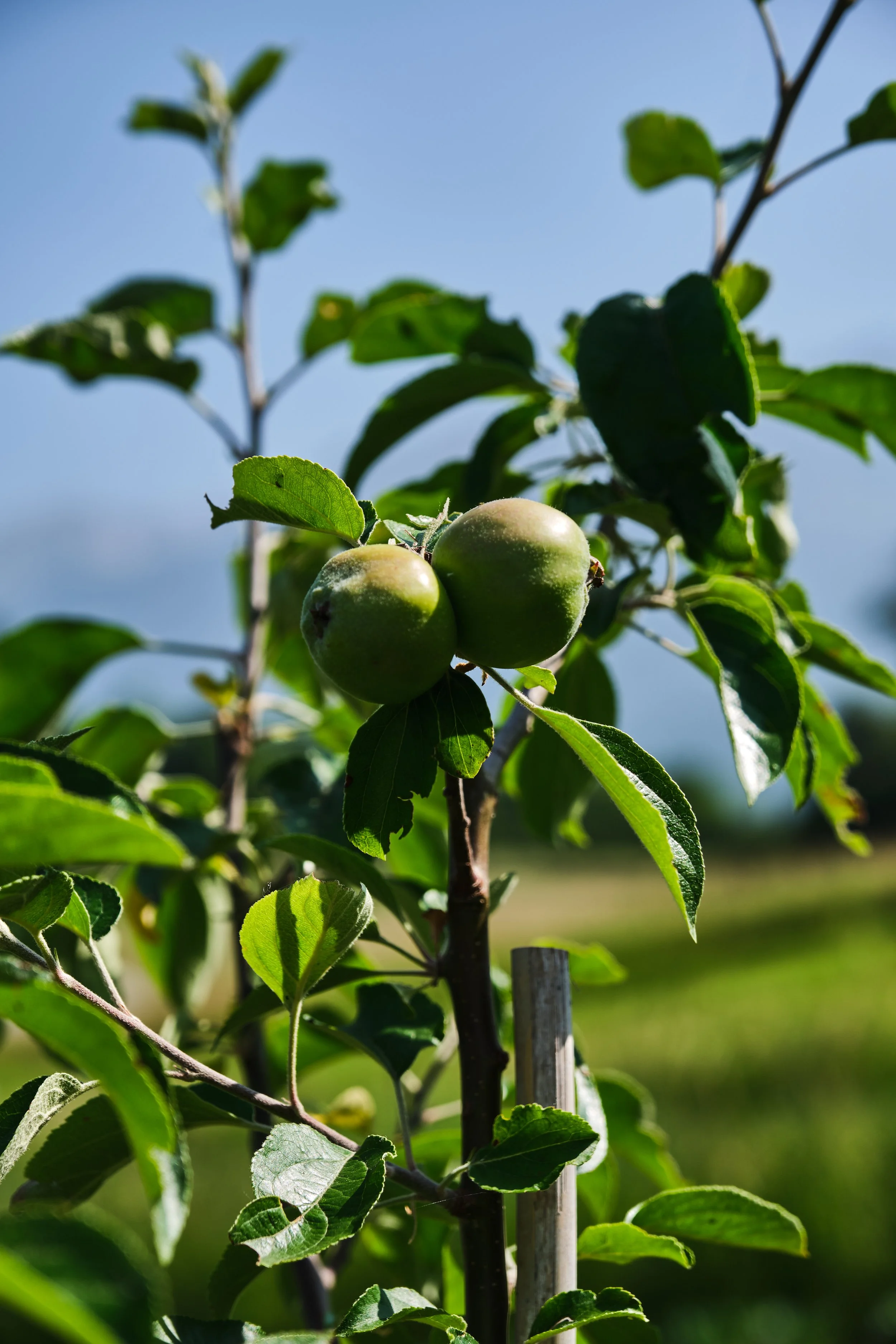 Frutto di mela verde su un albero con foglie verdi in un campo soleggiato.