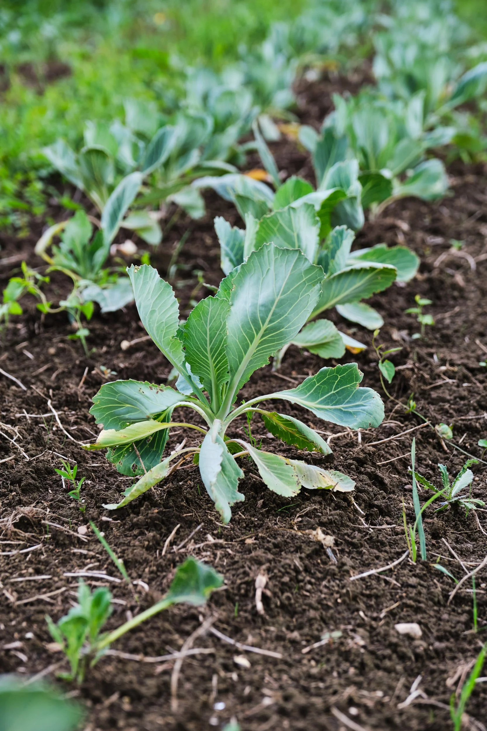 Pianta di cavolo in crescita nel terreno.